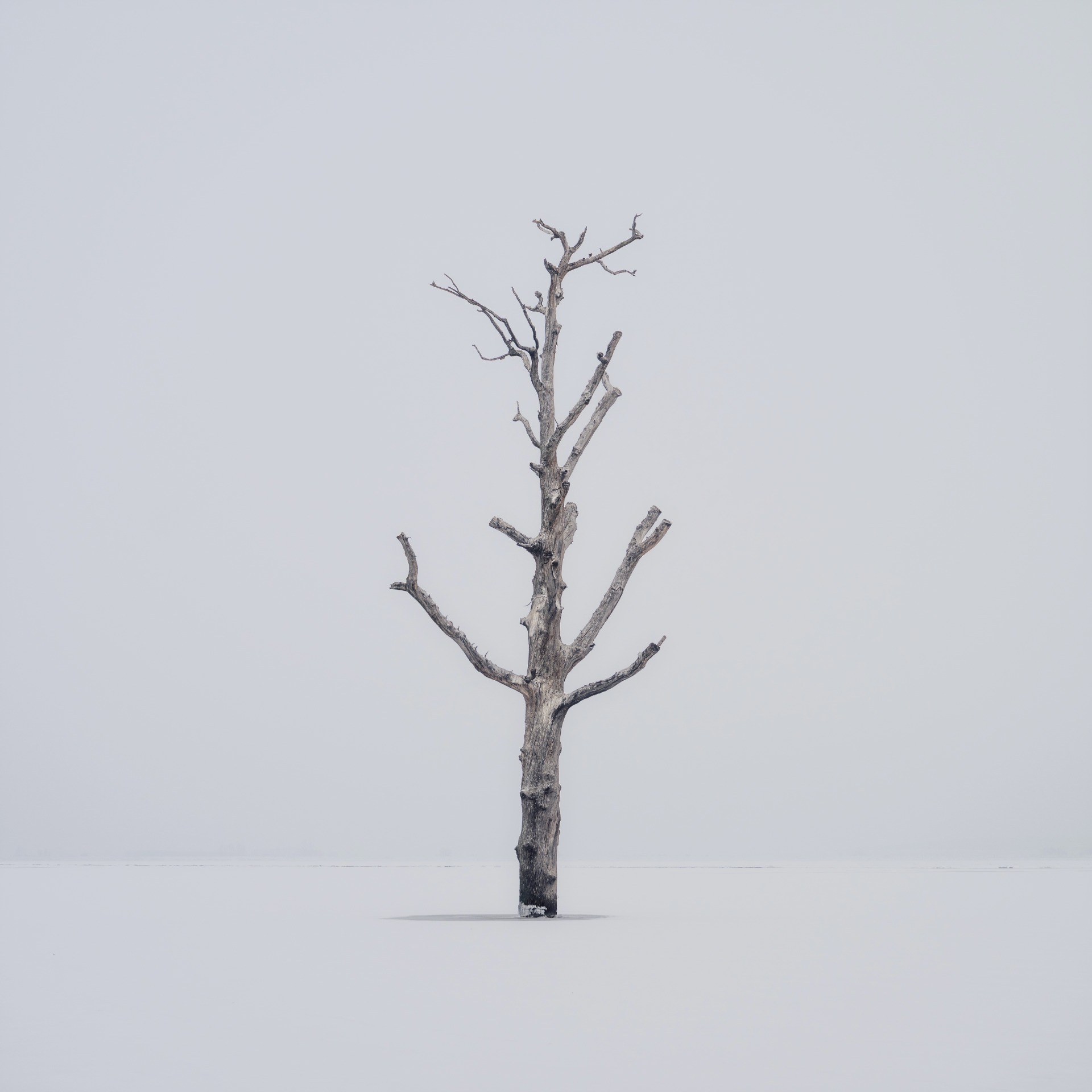 © Milan Samochin